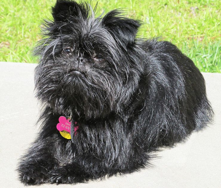 affenpinscher