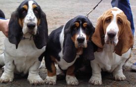 Basset Hound