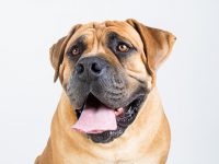 boerboel