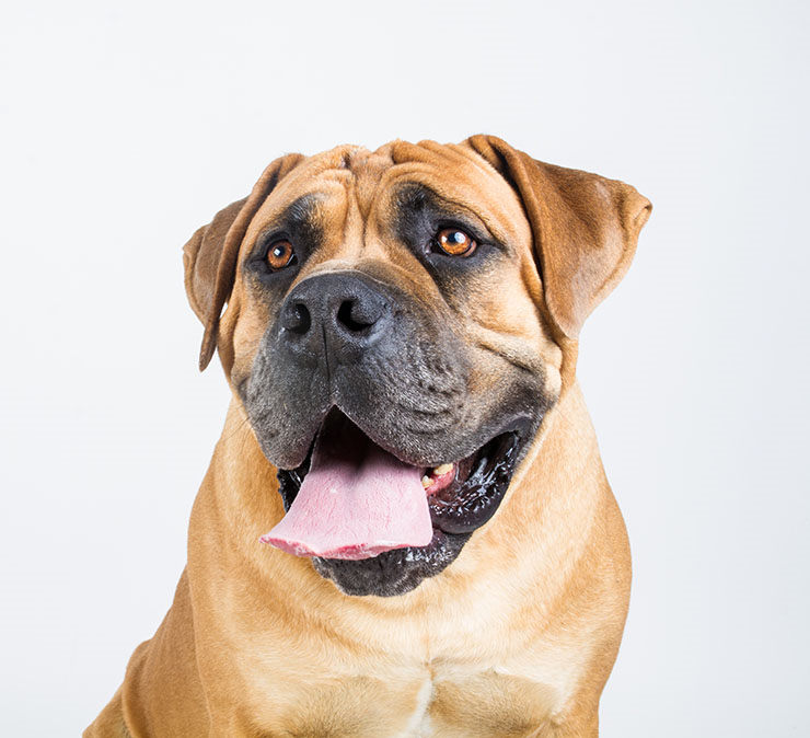 boerboel