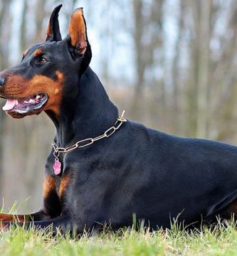 doberman