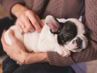 enfermedades de perros