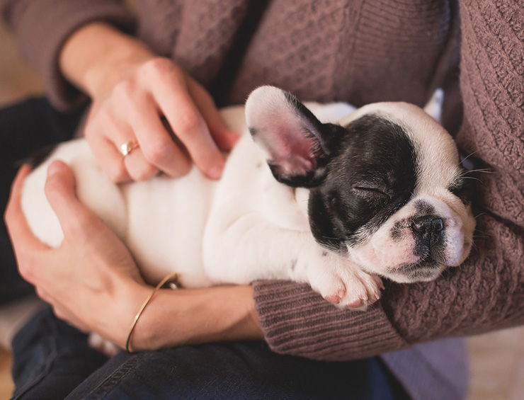 enfermedades de perros