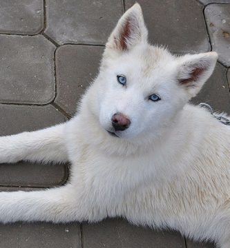 nombres para husky