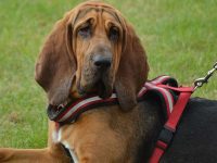 perro de san huberto