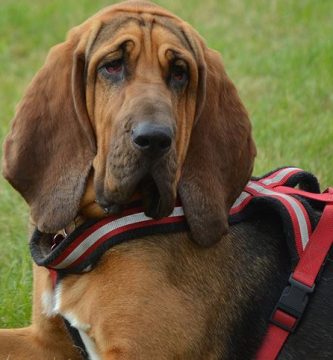 perro de san huberto