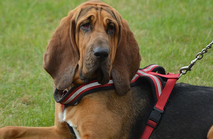 perro de san huberto