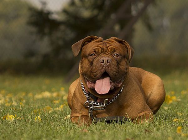 perros dogos de burdeos
