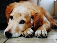 tics nerviosos en perros