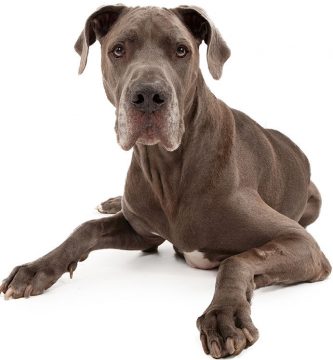 torsión de estómago en perros