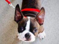 acaros orejas perros