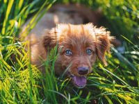 antiinflamatorios naturales para perros