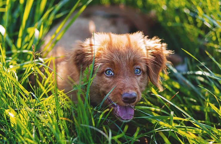 antiinflamatorios naturales para perros