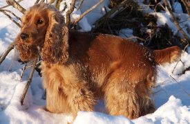 Cocker Spaniel Inglés