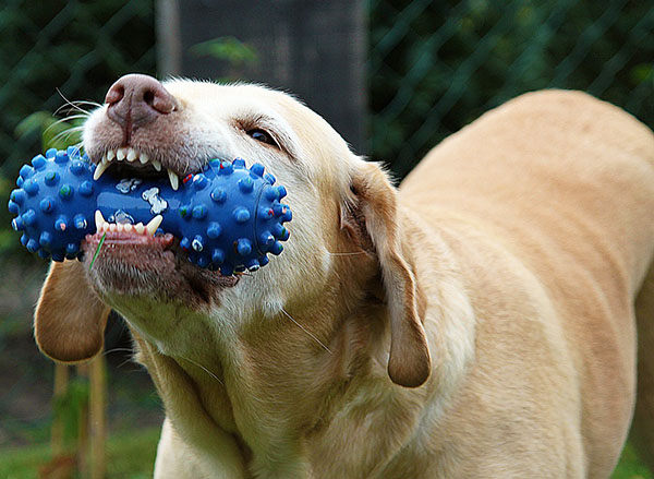 cómo tranquilizar a un perro