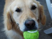 como enseñar a un perro a traer la pelota