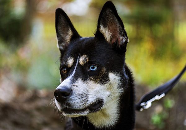como saber si mi perro es de raza