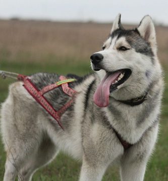 como saber que raza es mi perro