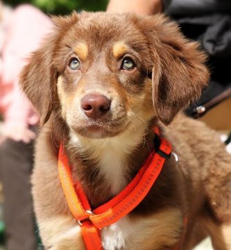 como socializar a un perro