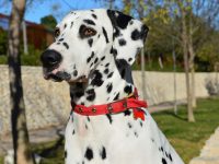 dalmata