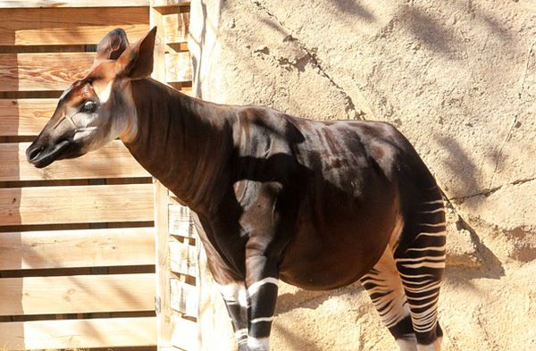 ejemplos de animales rumiantes
