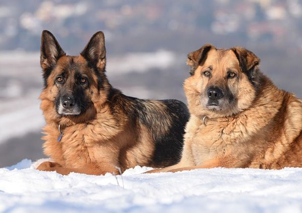 mi perro tiene cáncer