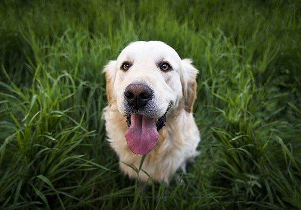 hepatitis canina tratamiento