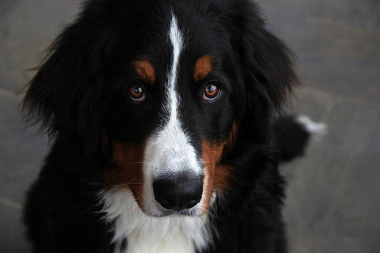 hepatitis en perros