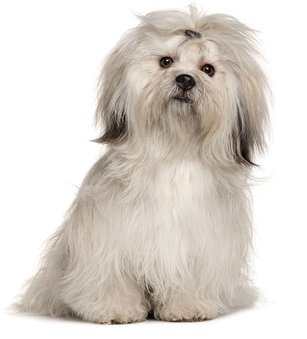 perros lhasa apso