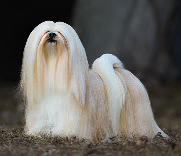 lhasa apso