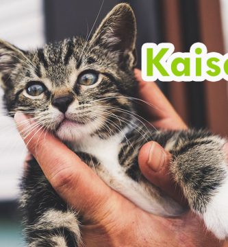 nombres de gatos macho
