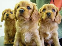 nombres para perros cocker