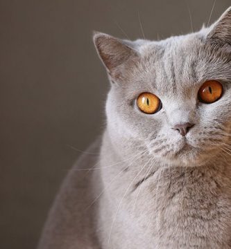 pastillas anticonceptivas para gatas