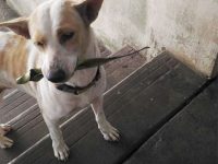 perro callejero trae regalos