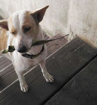 perro callejero trae regalos