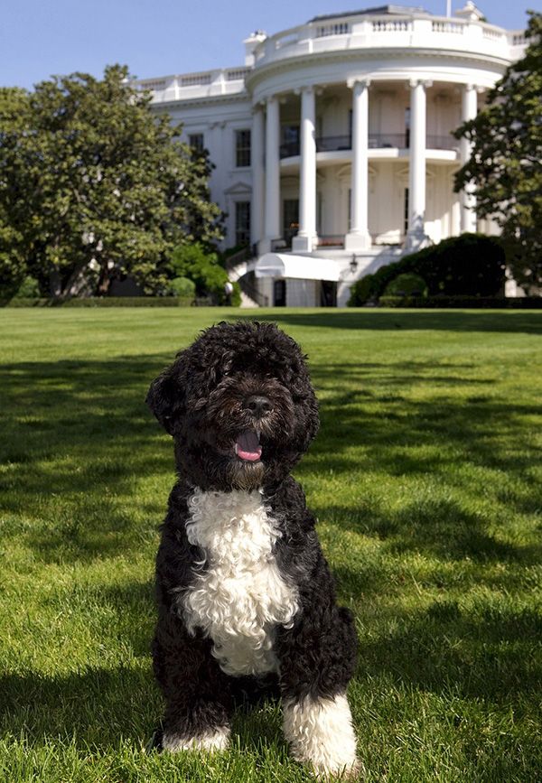perro de obama aguas portugués blanco y negro
