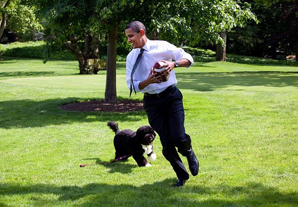 perro de agua portugues obama