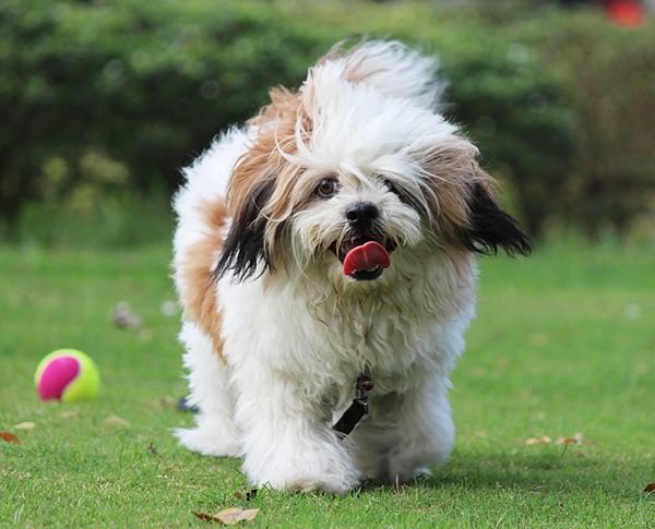 perro lhasa apso