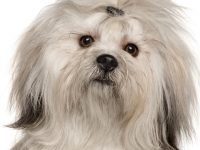 lhasa apso
