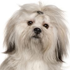 Lhasa Apso