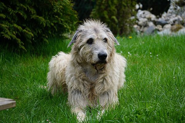 perro lobero irlandés