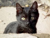 que significa soñar con gatos negros