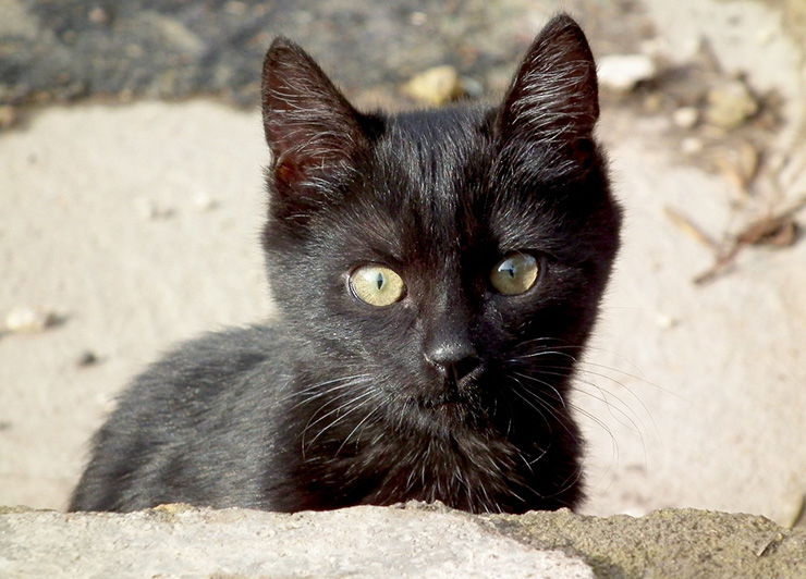 que significa soñar con gatos negros