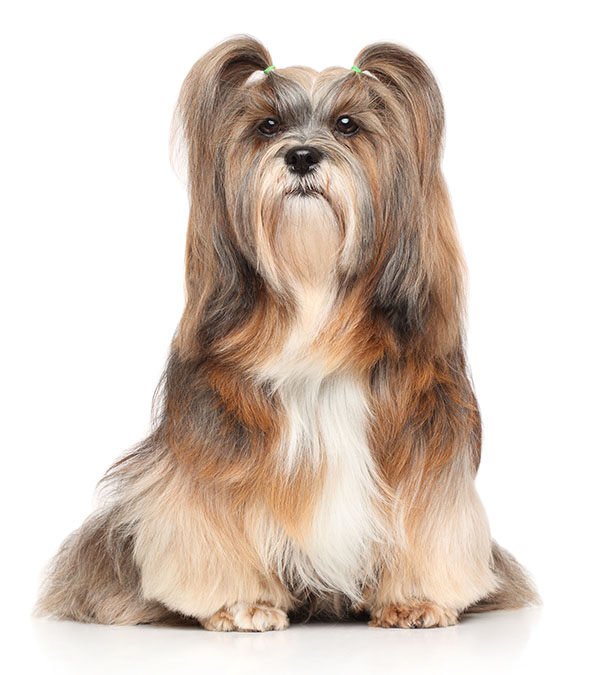 lhasa apso