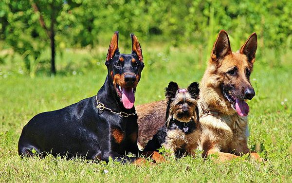 razas de perros propensas al cancer