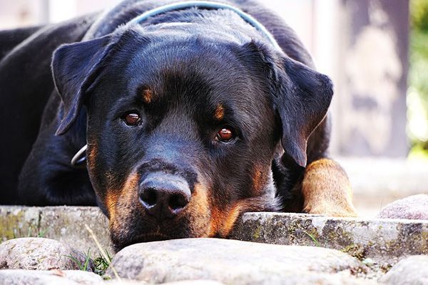 razas de perros que sufren cáncer
