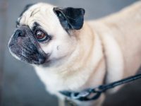 razas de perros y cancer