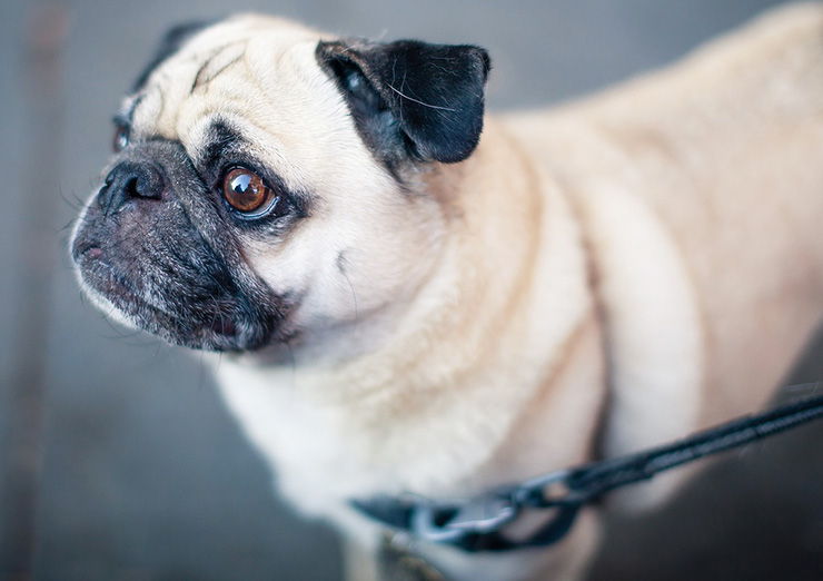 razas de perros y cancer