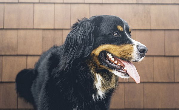 sintomas de hepatitis en perros