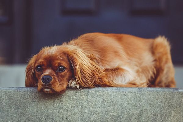 tumore en perros sintomas